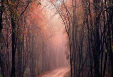 南非足球璀璨之星：荣耀加冕，绿茵传奇再谱新章