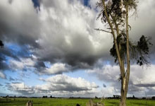 南非足球璀璨之星：荣耀加冕，绿茵传奇再谱新章