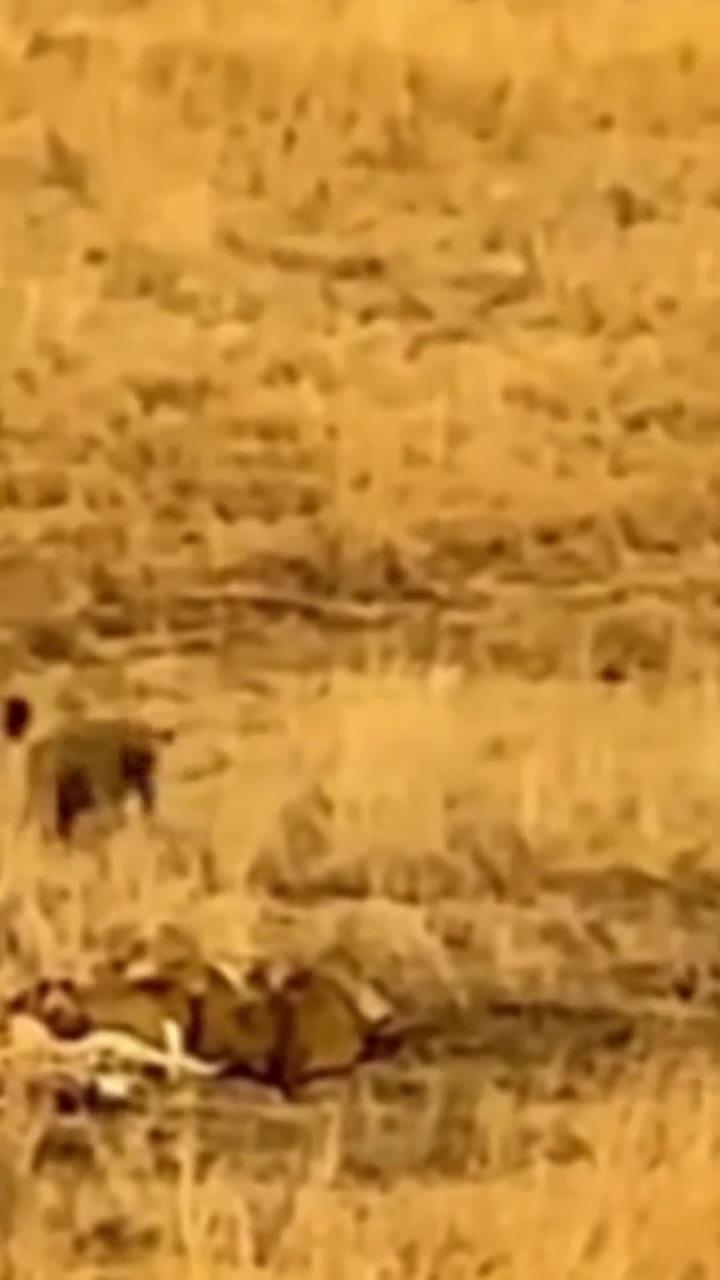 惊险夺胜！全队合力打破激烈对抗的简单介绍